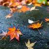 20151114-083746-0-NIKON D810