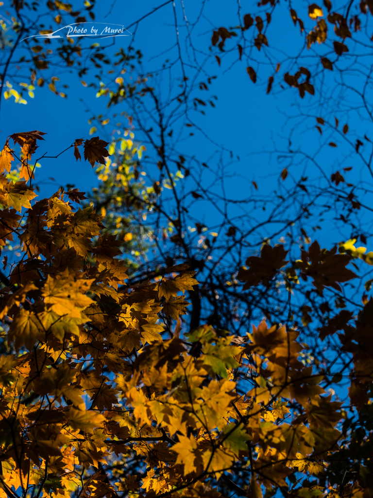 E-M5MarkII-20151025-111340-0