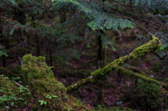 NIKON D810-20150704-082339-0