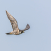 NIKON D7200-20150812-075046-0
