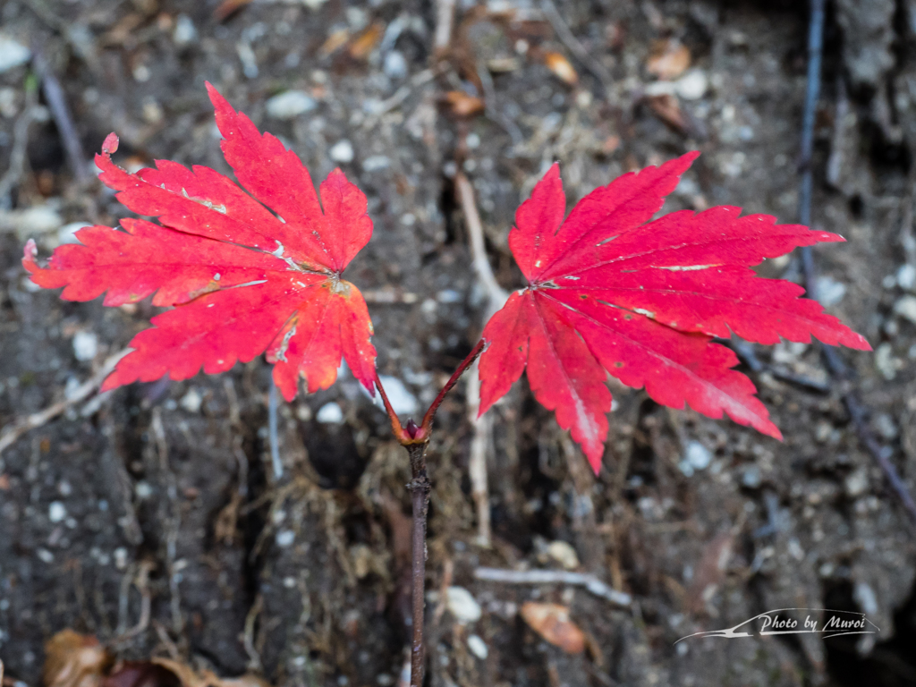 E-M5MarkII-20151025-075941-0