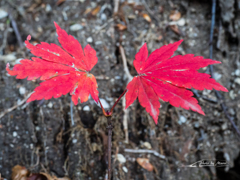 E-M5MarkII-20151025-075941-0