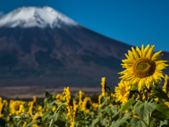 E-M5MarkII-20151018-092908-0