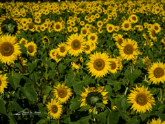 E-M5MarkII-20151018-092456-0