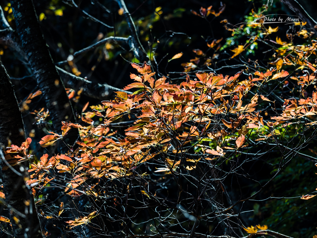 E-M5MarkII-20151025-105945-0