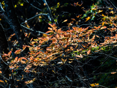 E-M5MarkII-20151025-105945-0