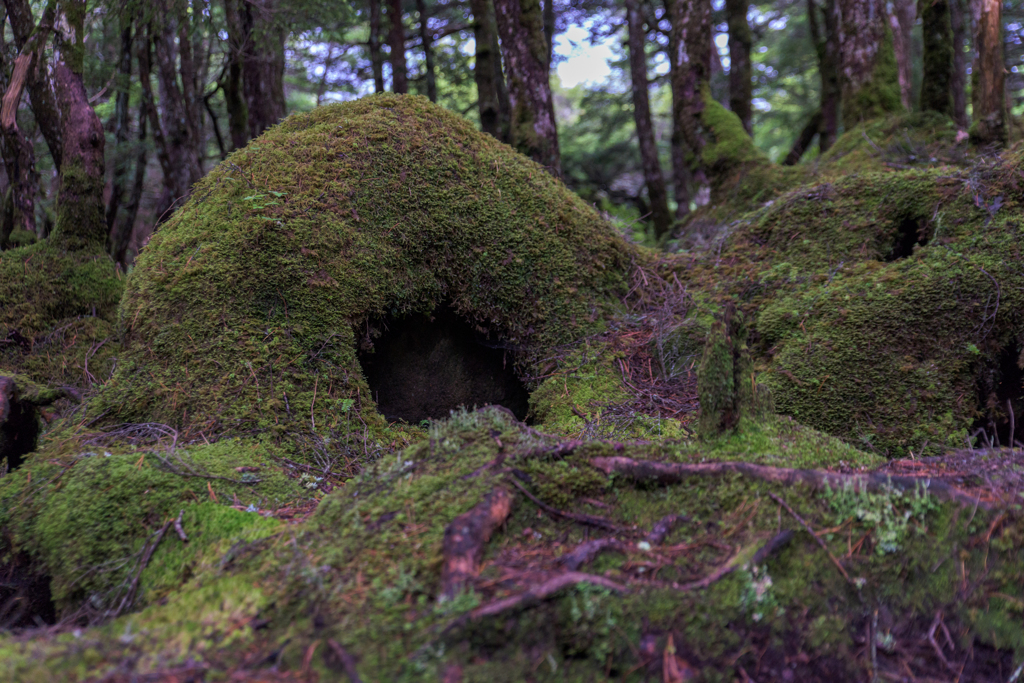 NIKON D810-20150704-070546-0