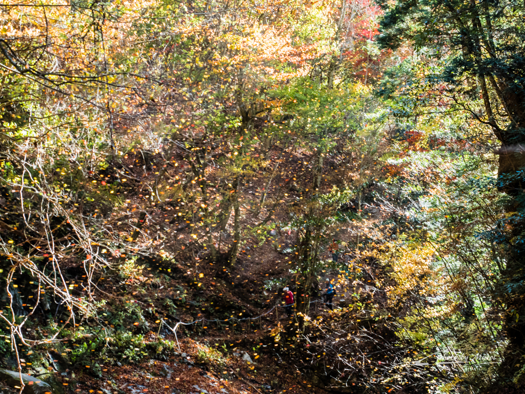 E-M5MarkII-20151025-083228-0