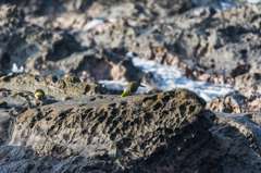 NIKON D7200-20150725-063243-0