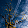 20151121-090840-0-NIKON D810