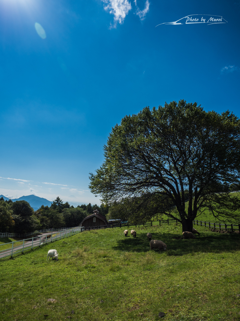 E-M5MarkII-20150920-093548-0