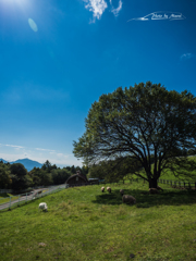 E-M5MarkII-20150920-093548-0