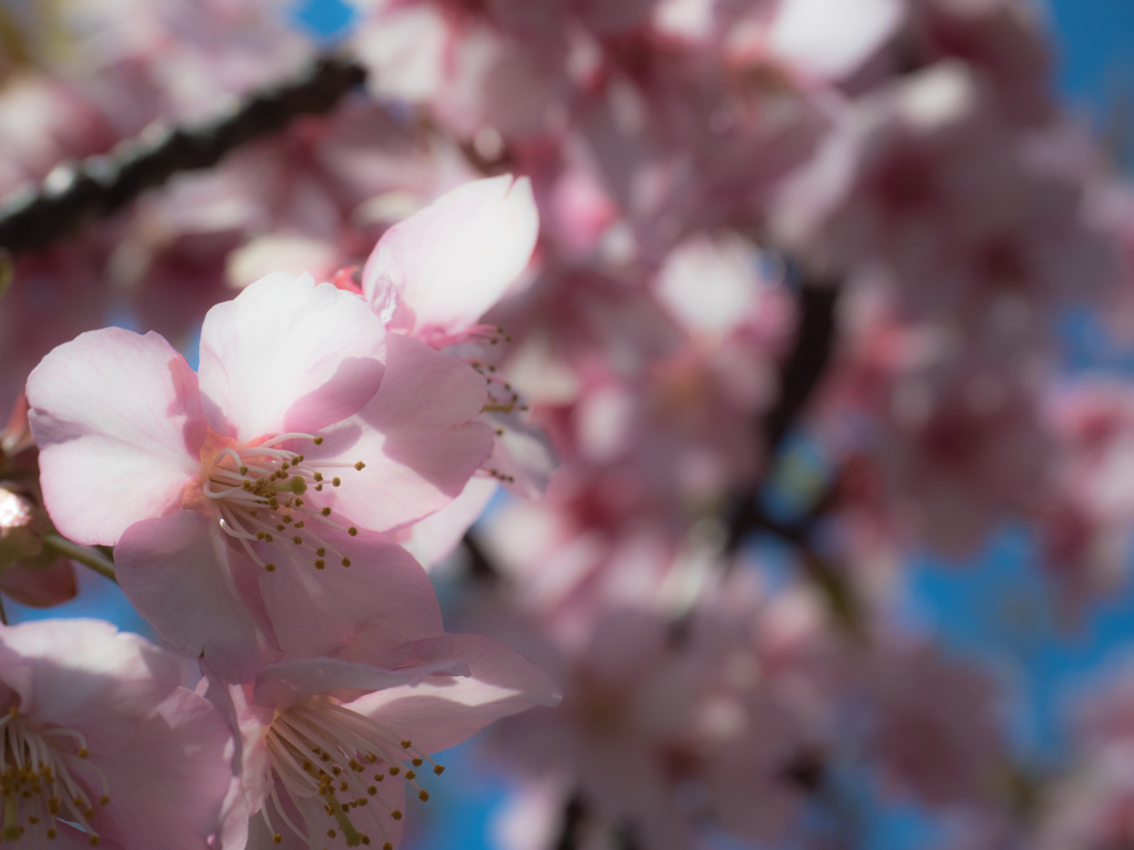 20160227-104319-0-E-M5MarkII