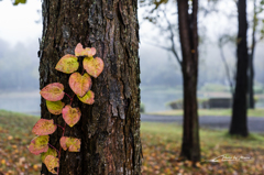 20151103-062139-0-NIKON D810