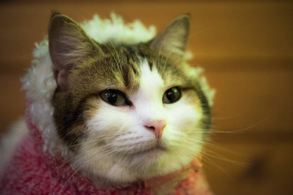 20151219-104845-0-NIKON D810