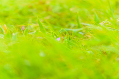 NIKON D810-20150719-110438-0