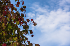 NIKON D810-20150920-070921-0