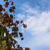 NIKON D810-20150920-070921-0