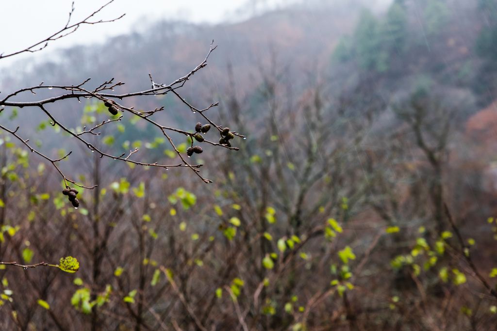 20151114-073154-0-NIKON D810