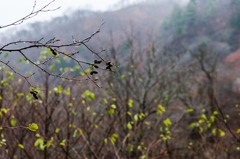 20151114-073154-0-NIKON D810