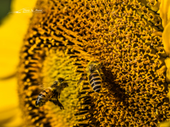 E-M5MarkII-20151018-091341-0