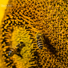 E-M5MarkII-20151018-091341-0