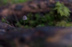 NIKON D810-20150704-074150-0