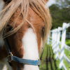 NIKON D810-20150920-093256-0