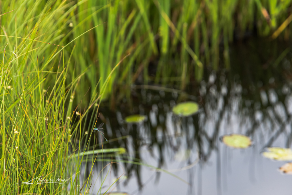 NIKON D810-20150822-065634-0
