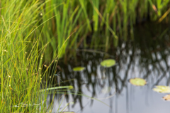 NIKON D810-20150822-065634-0