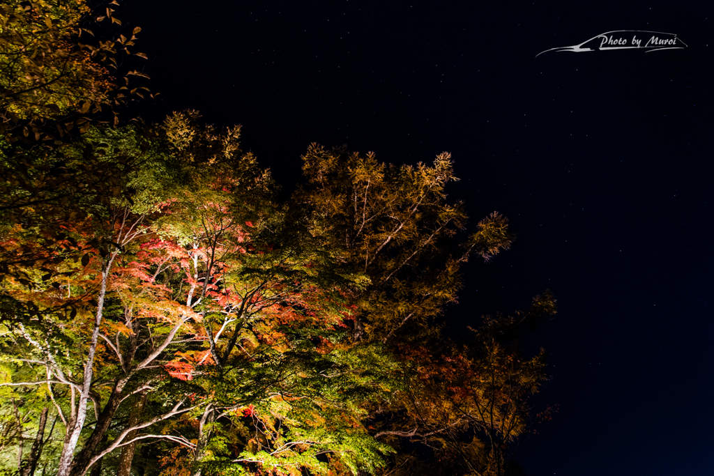 NIKON D810-20151025-181534-0