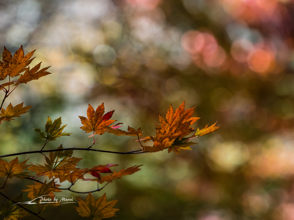 E-M5MarkII-20151025-104907-0