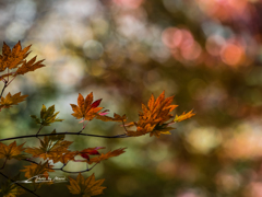 E-M5MarkII-20151025-104907-0