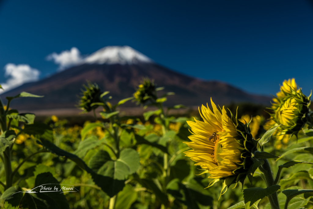NIKON D810-20151018-093421-0