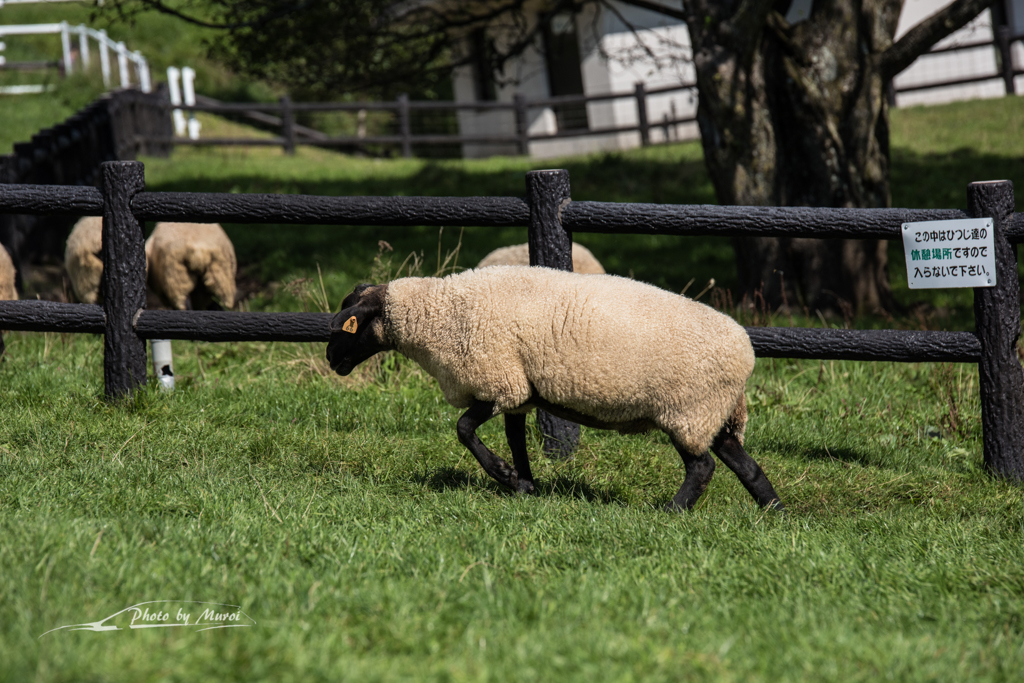 NIKON D810-20150920-092700-0