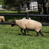 NIKON D810-20150920-092700-0