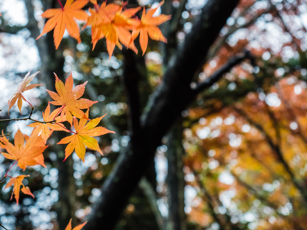20151114-082556-0-E-M5MarkII