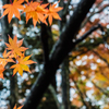 20151114-082556-0-E-M5MarkII