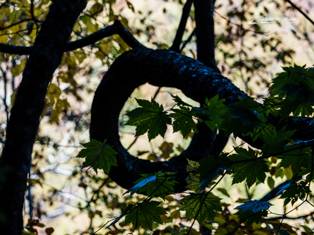 E-M5MarkII-20151025-120713-0