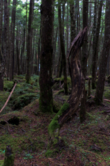 NIKON D810-20150704-084635-0