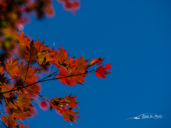 E-M5MarkII-20151025-123734-0