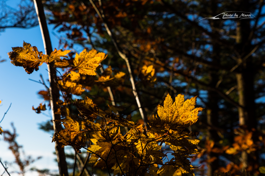 NIKON D810-20151018-065946-0