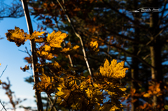 NIKON D810-20151018-065946-0