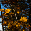 NIKON D810-20151018-065946-0