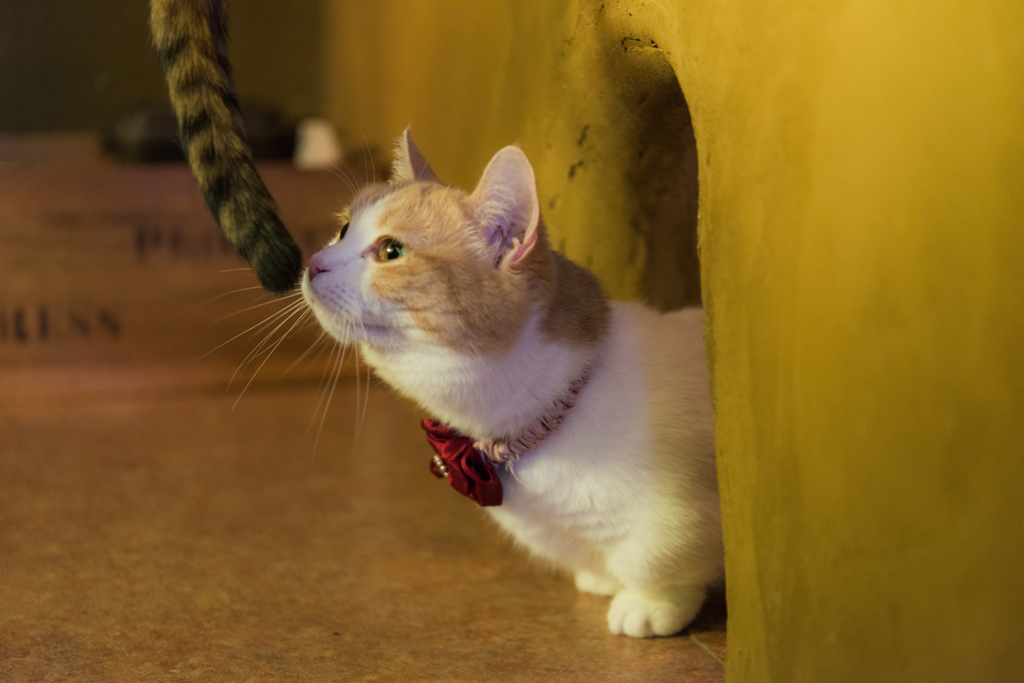 20151219-105547-0-NIKON D810
