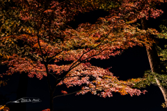 NIKON D810-20151025-180348-0