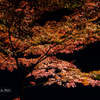 NIKON D810-20151025-180348-0
