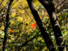 E-M5MarkII-20151025-121118-0