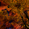 NIKON D810-20151025-173404-0