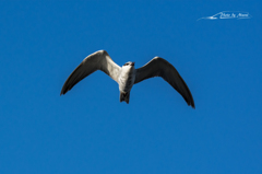 NIKON D7200-20151003-065547-0